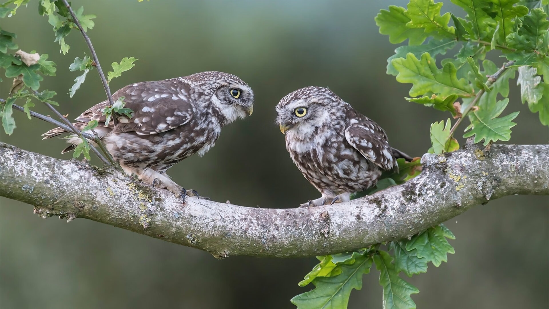 开云体育网站入口-_掘金连战连捷，士气大涨_，掘金对战