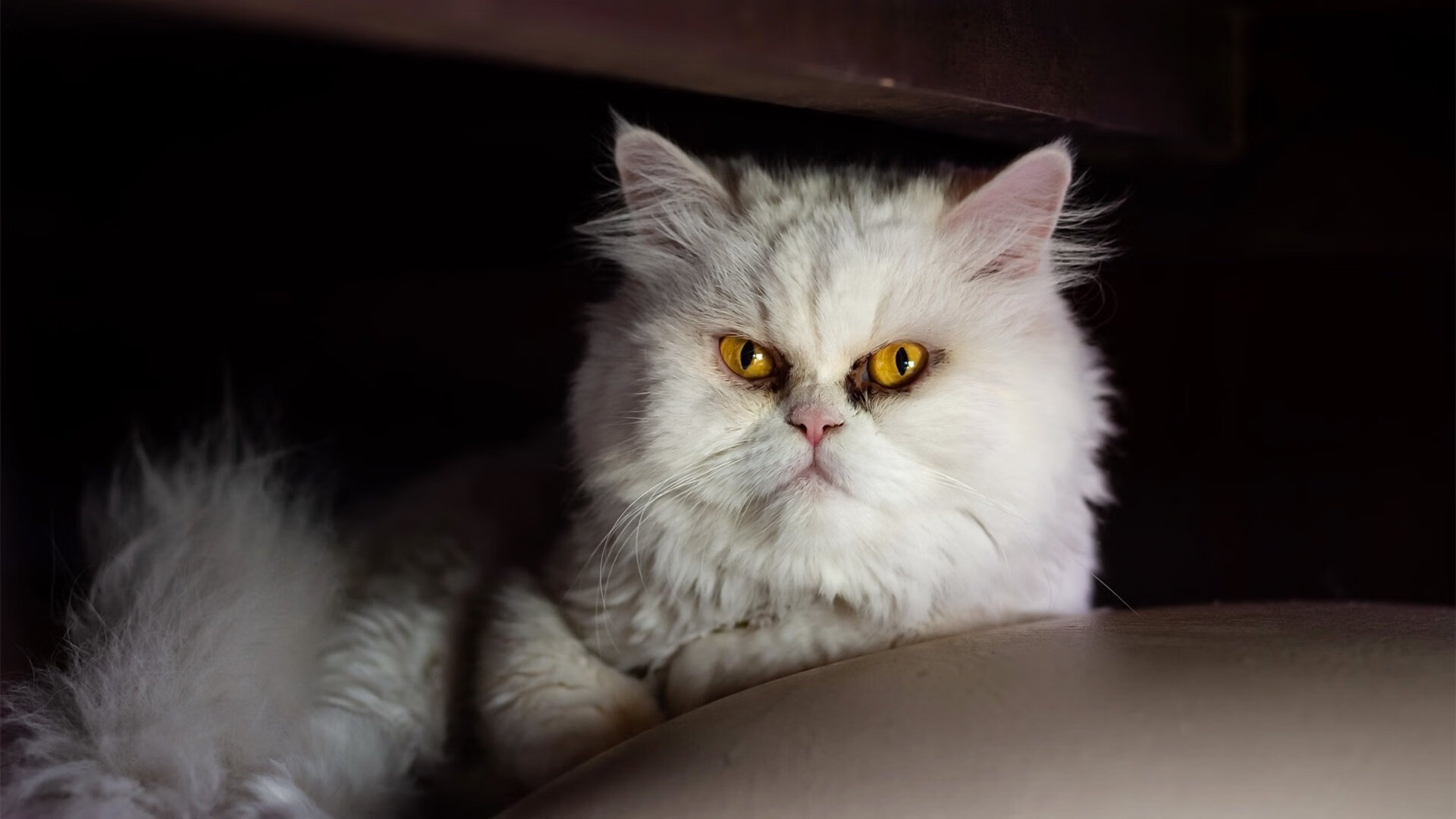 开云电竞入口-德甲：拜仁稳居第一，多特追赶两分，多特拜仁欧冠